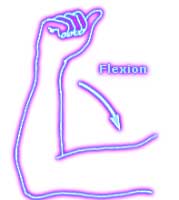 Flexion